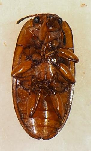 Mycotretus floriger